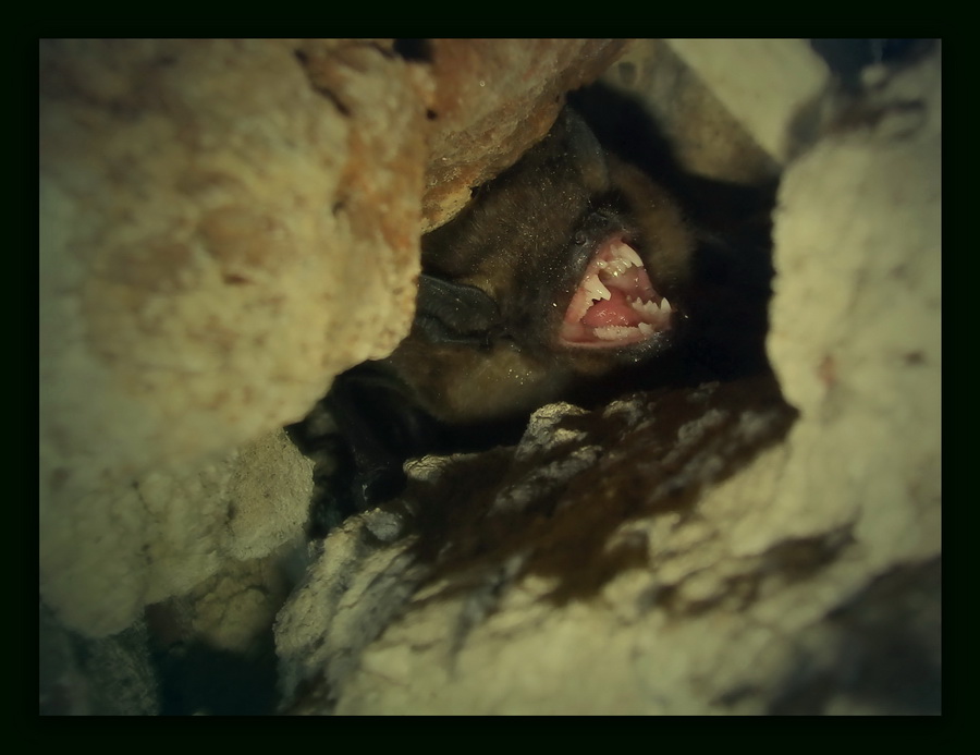 Mroczek pny((Eptesicus serotinus)w zimowisku...