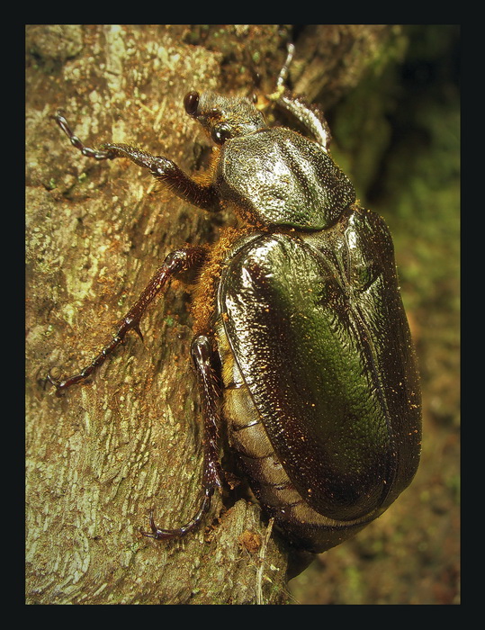 Pachnica dbowa (Osoderma barnabita )