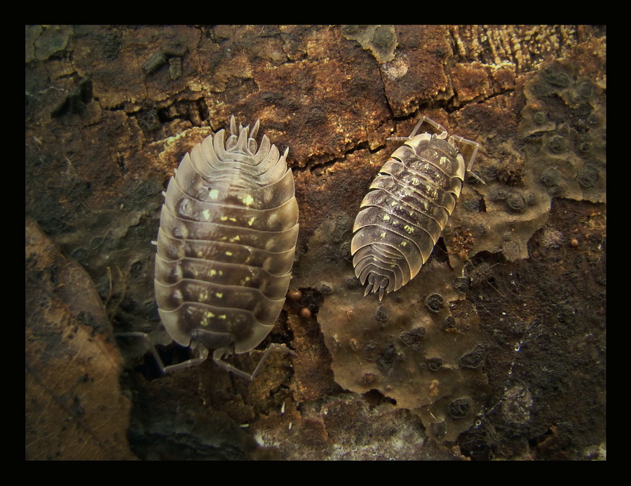 Prosionek szorstki(Porcellio scaber) w zimowisku