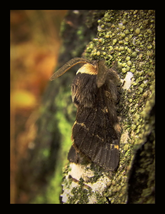 Barczatka osinwka(Poecilocampa populi)