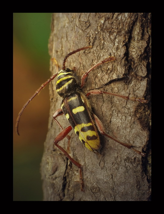 Panik niszczyciel(Plagionotus detritus)