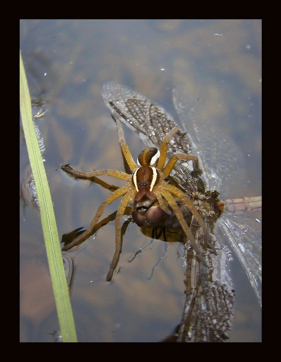 Bagnik przybrzeny (Dolomedes fimbriatus)i samica szablaka(Sympetrum vulgatum)