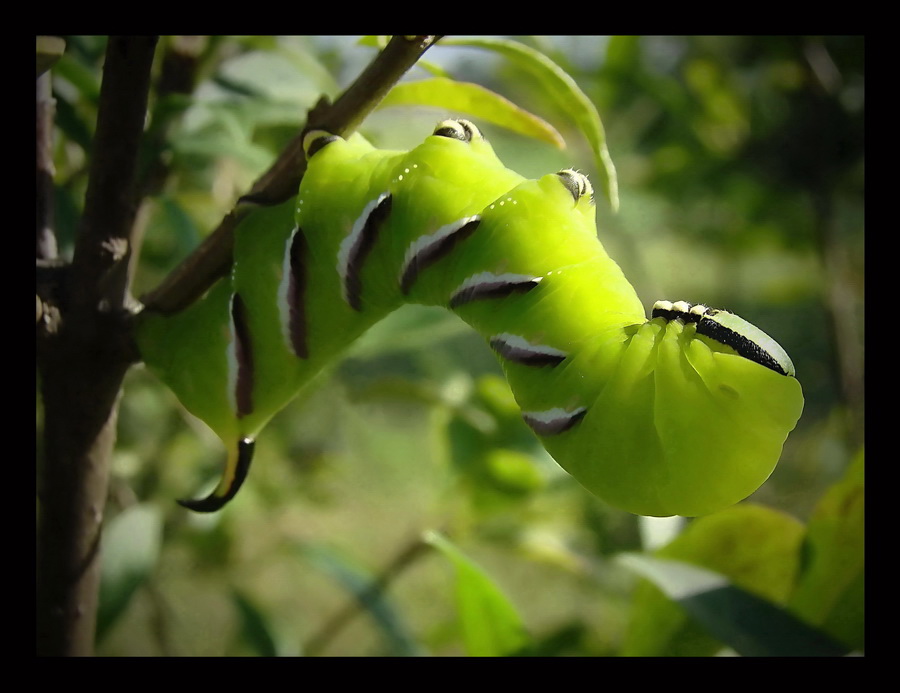 Zawisak tawulec(Sphinx ligustri)-larwa