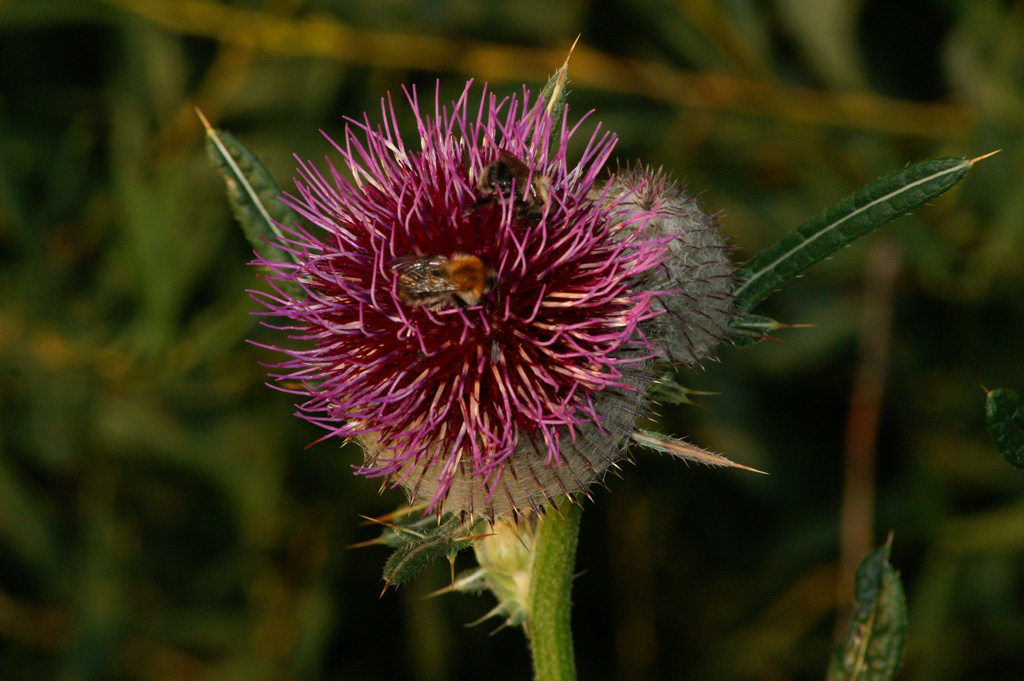 Ostroe gowacz