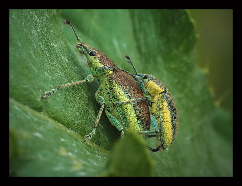 Zieleczyk zielonawy (Chlorophanus viridis)-na cenzurowanym(liciu)