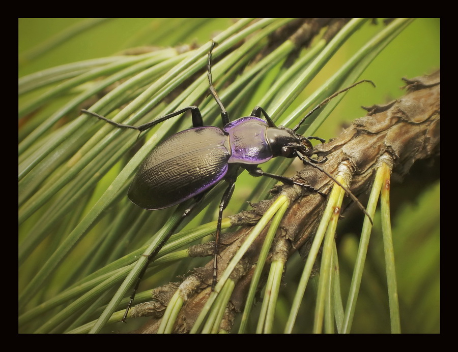 Biegacz(Carabus problematicus)