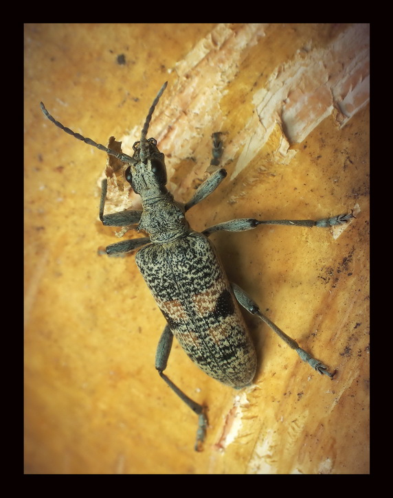 Rbacz(Rhagium mordax)