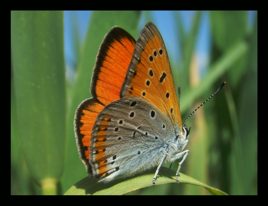 Czerwoczyk nieparek(Lycaena dispar)