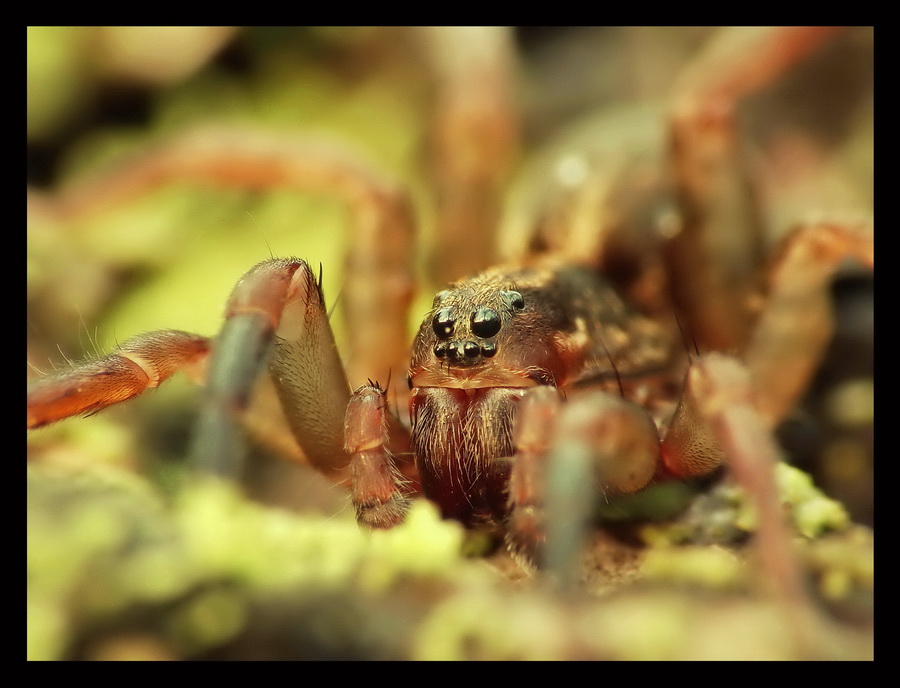 Pajczak I(Trachosa sp.)