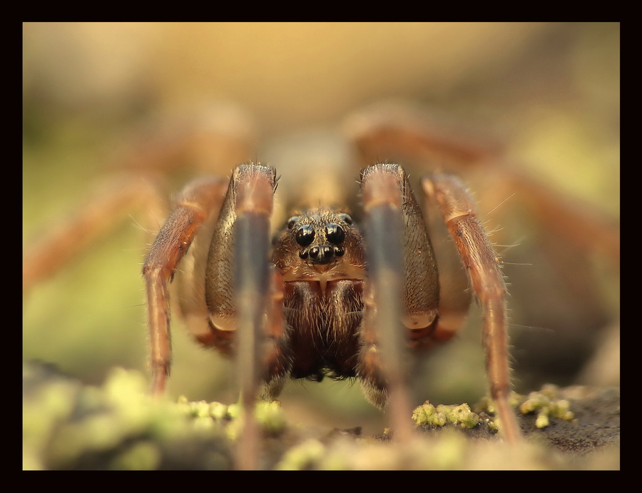 Pajczak II (Trachosa sp.)