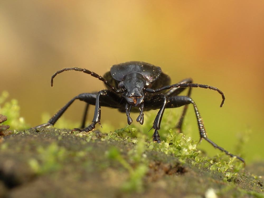 Biegacz (Carabus arcensis)-portret...