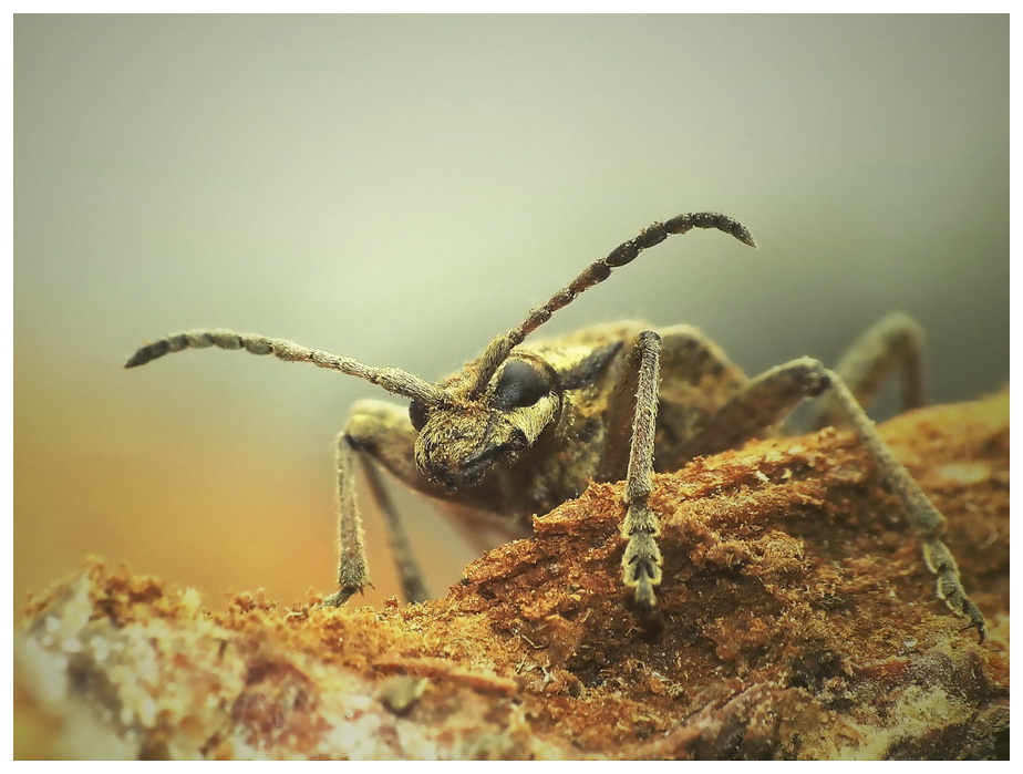 Rbacz (Rhagium inquisitor)- zimowy portret inkwizytora ;)