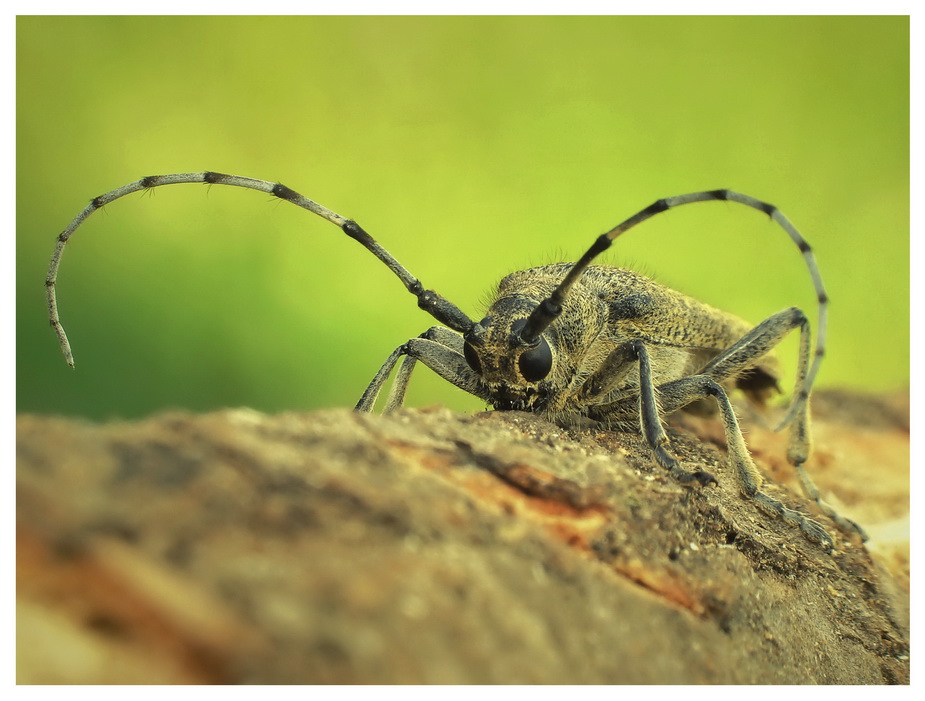 Rzemlik topolowiec (Saperda carcharias)-portret