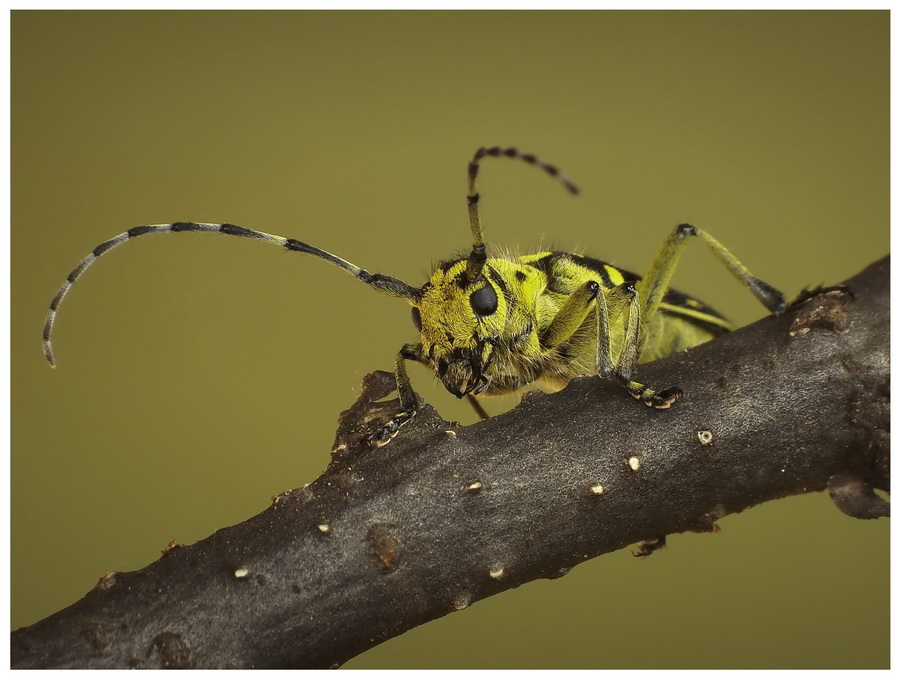 Rzemlik plamisty(Saperda scalaris)-portret