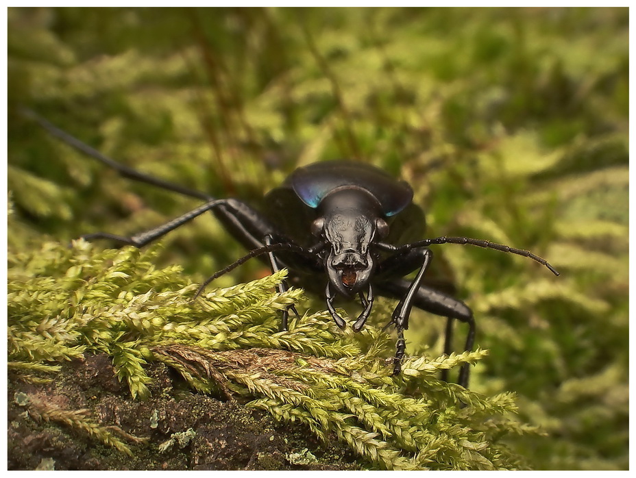 Biegacz fioletowy(Carabus violaceus)