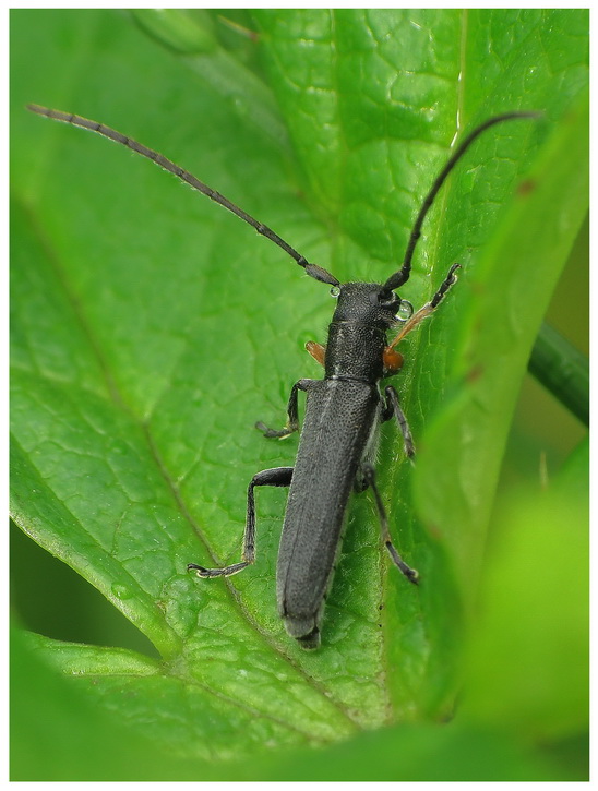 ziolarka(Phytoecia cylindrica)