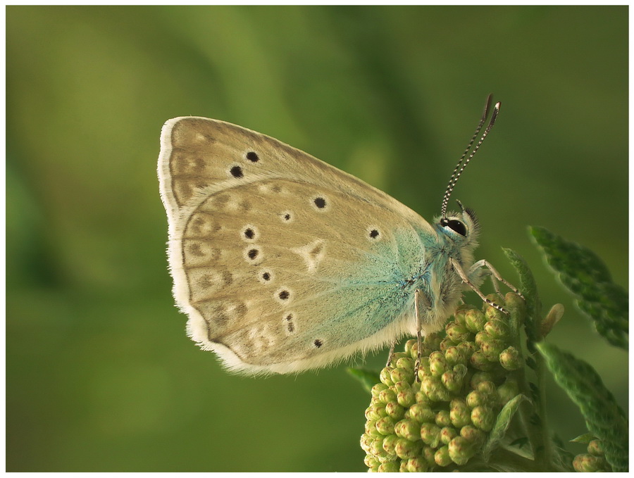 Modraszek dafnid (Polyommatus daphnis)