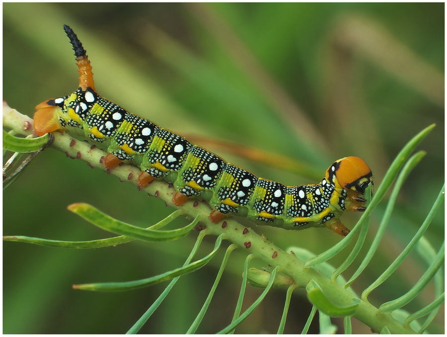 Zmrocznik wilczomleczek(Hyles euphorbiae)-larwa