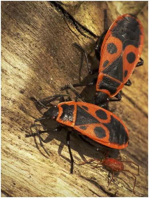 Kowale (Pyrrhocoris apterus)i roztocz...