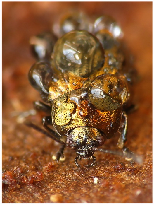 "...byle do weekendu :P",stonka(Phratora vitellinae)