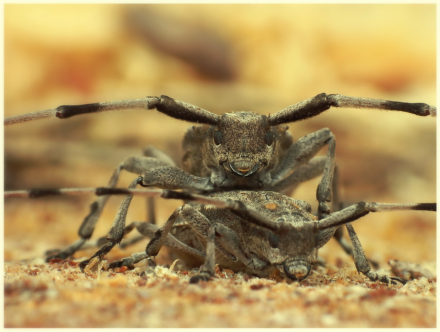 Tycze(Acanthinus aedilis)-inflagranti ;)