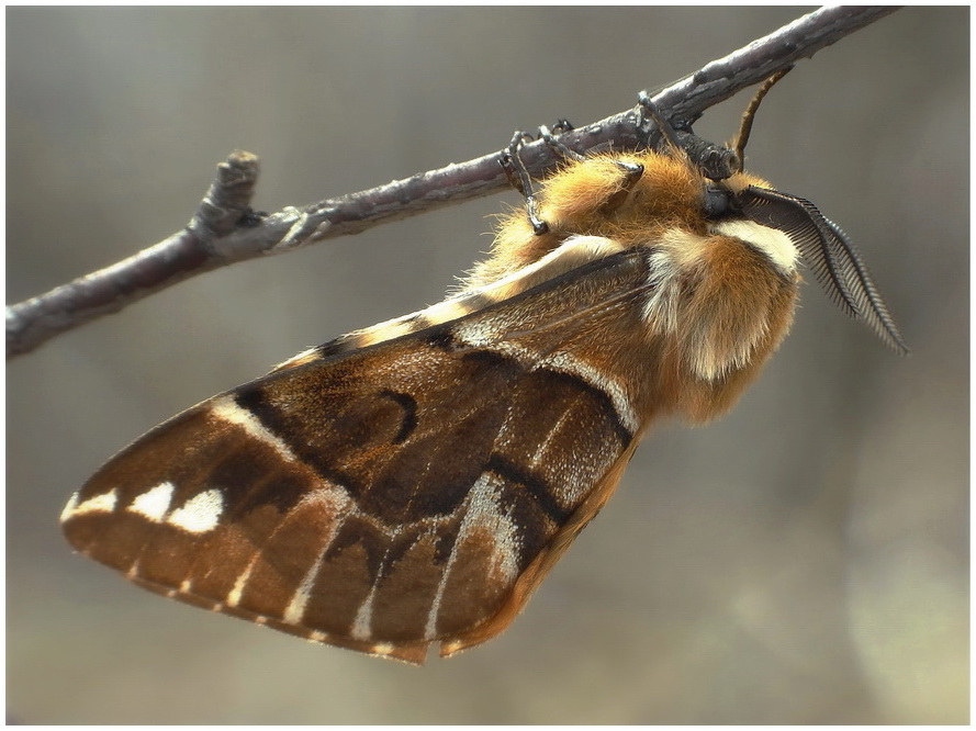 Nasierszyca rnobarwna(Endromis versicolora)