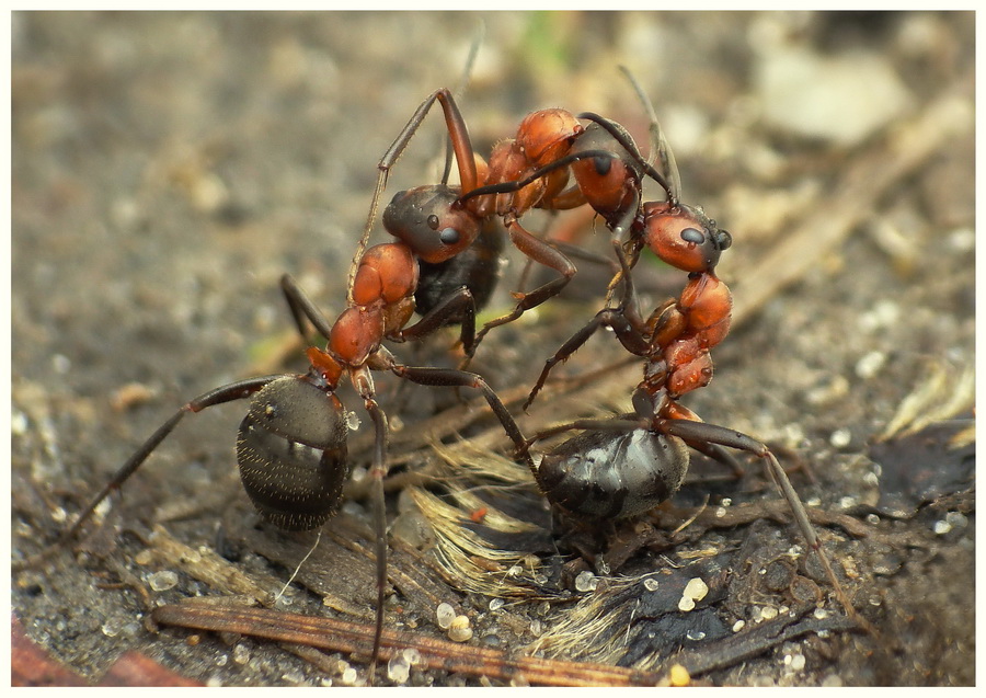 Mrwki(Formica sp.)-"Ten go ma ju do" ;)