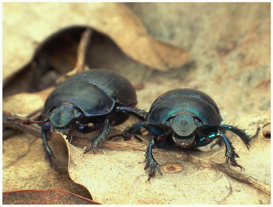 uki(Geotrupes stercorosus)...