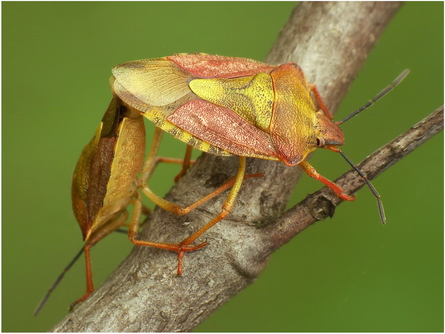 pluskwiaki II(Carpocoris purpureipennis)