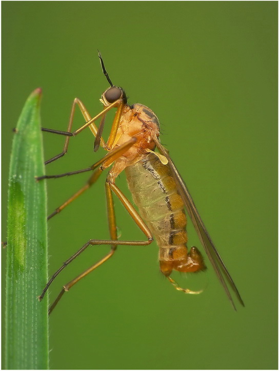 Muszka (Empis stercorea)
