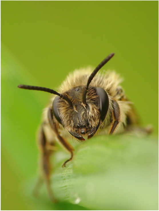 Pszczka -portret