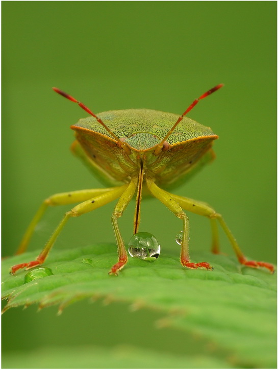 "cheers";)-Pluskwiak( Palomena prasina)