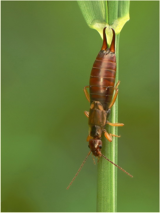 Skorek...(Forficula auricularia)