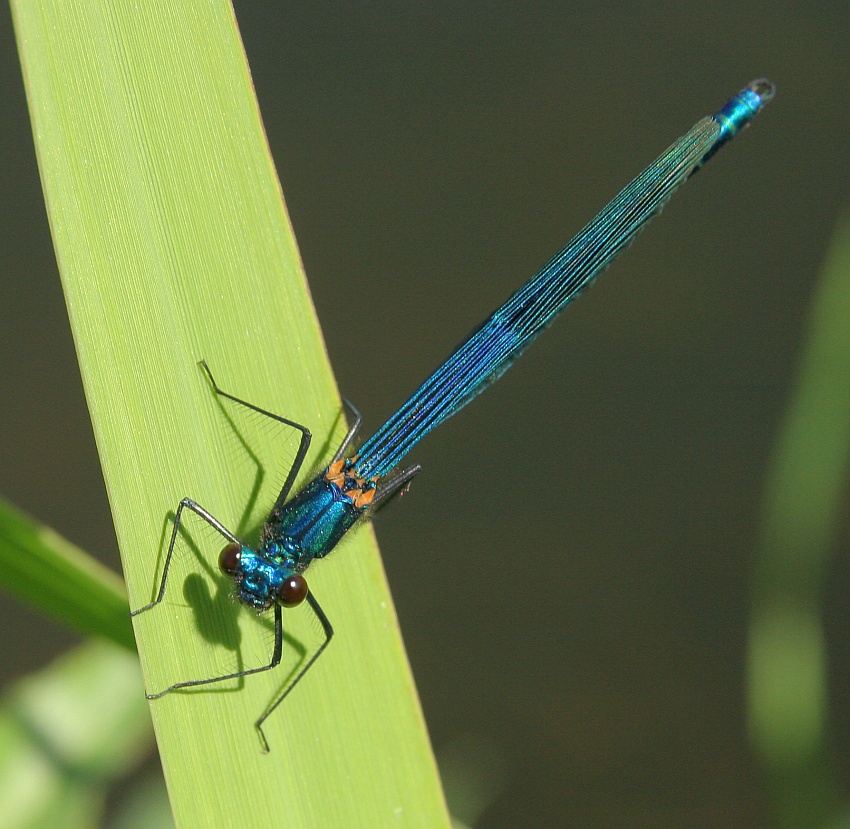 Waka