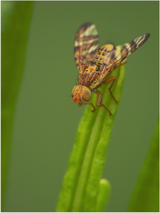 Muszka (Chaetostomella cylindrica)