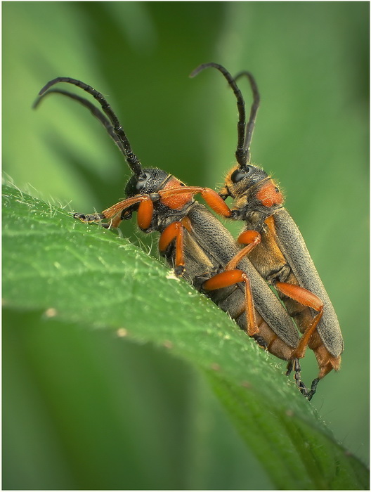 Ziolarka baldaszkowa (Mussaria affinis)-parka