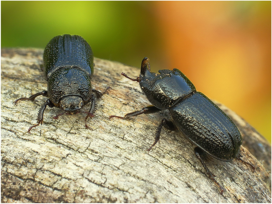 Kostrze(Sinodendron cylindricum)