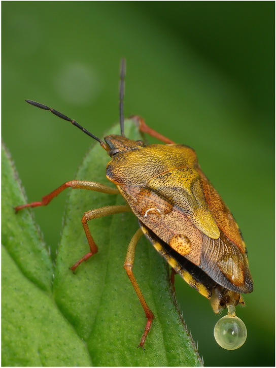 Pluskwiak (Caprocoris purpureipennis)....8-)