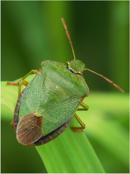 Pluskwiak(Palomena prasina)