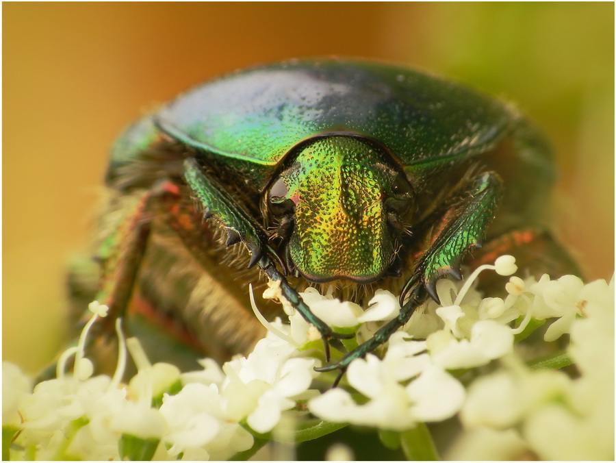 Cetonia aurata