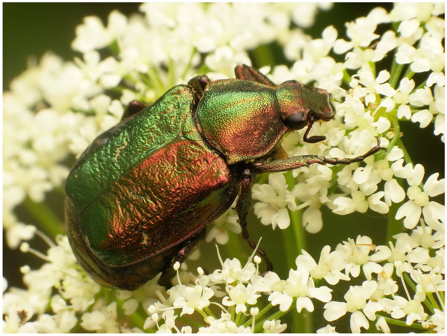 Zacnik(Gnorimus nobilis)