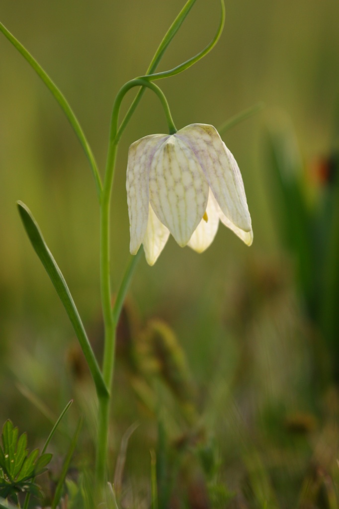 Szachownica albinos