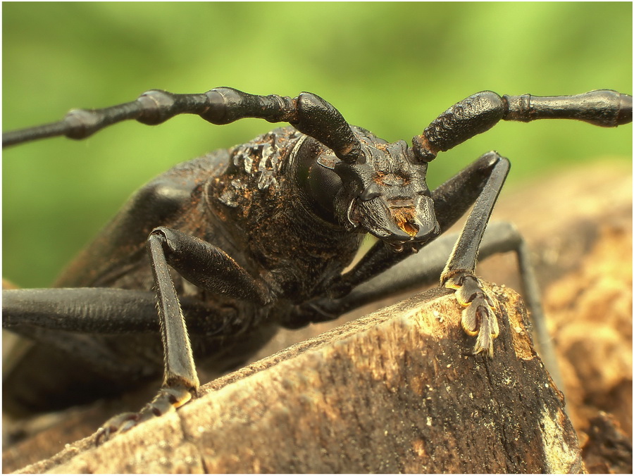 Koziorg(Cerambyx cerdo)-portret