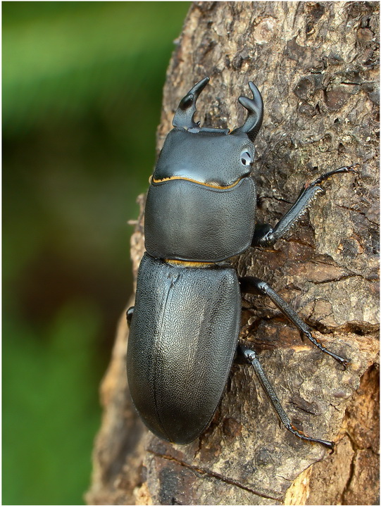Pan Cioek(Dorcus parallelepipedus)