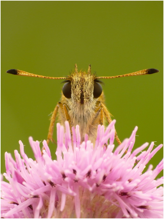 Kartek(Thymelicus lineola)-portret