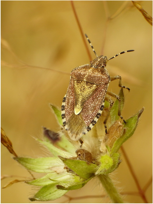 Pluskwiak(Dolycoris baccarum)