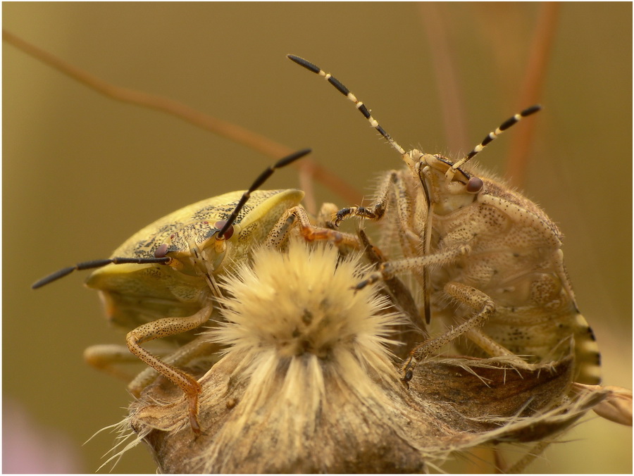 Pluskwiaki (Carpocoris purpureipennis & Dolycoris baccarum)
