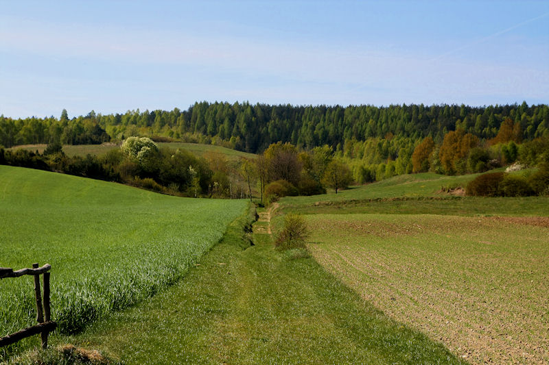 Fajna Ryba