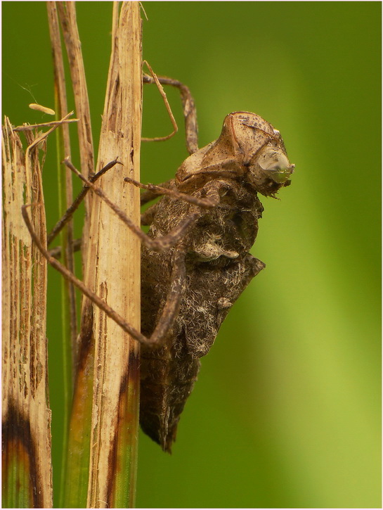 ...prawie jak gekon ;P,wylinka larwy ostatniego stadium-Szablak zwyczajny(Sympetrum vulgatum)