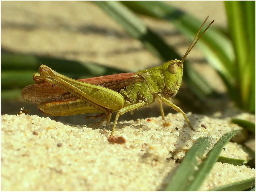 Szaraczak(Chorthippus dorsatus) - samiec